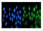 Anti-ATF1 Antibody Picoband™(monoclonal, 7F8)