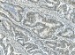 Anti-ATF1 Antibody Picoband™(monoclonal, 7F8)