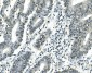 Anti-ATF1 Antibody Picoband™(monoclonal, 7F8)