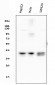 Anti-ATF1 Antibody Picoband™(monoclonal, 7F8)