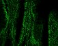 Anti-PTBP1 Antibody Picoband™(monoclonal, 3H12)
