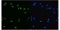 Anti-PTBP1 Antibody Picoband™(monoclonal, 3H12)