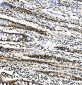 Anti-PTBP1 Antibody Picoband™(monoclonal, 3H12)