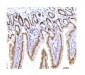 Anti-PTBP1 Antibody Picoband™(monoclonal, 3H12)