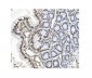 Anti-PTBP1 Antibody Picoband™(monoclonal, 3H12)
