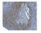 Anti-CD79b Antibody Picoband™(monoclonal, 6H11)