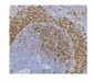 Anti-CD79b Antibody Picoband™(monoclonal, 6H11)