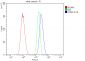 Anti-CD59 Antibody Picoband™(monoclonal, 3C10)