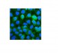 Anti-CD59 Antibody Picoband™(monoclonal, 3C10)