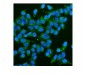 Anti-CD59 Antibody Picoband™(monoclonal, 3C10)