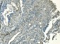 Anti-CD59 Antibody Picoband™(monoclonal, 3C10)