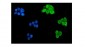 Anti-Musashi 1/Msi1 Antibody (monoclonal, 2B9)