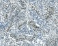 Anti-Musashi 1/Msi1 Antibody (monoclonal, 2B9)