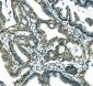 Anti-Musashi 1/Msi1 Antibody (monoclonal, 2B9)