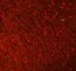 Anti-GFAP Antibody Picoband™ (monoclonal, 3F2)