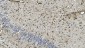 Anti-GFAP Antibody Picoband™ (monoclonal, 3F2)
