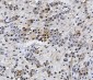Anti-HMG4 Antibody Picoband™ (monoclonal, 7G13)