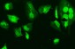 Anti-HMG4 Antibody Picoband™ (monoclonal, 8H9)