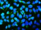 Anti-Mitofusin 1 MFN1 Antibody Picoband™ (monoclonal, 3H3)