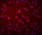 Anti-GAA Antibody Picoband™ (monoclonal, 2G7)