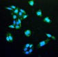 Anti-IDH1 Antibody Picoband™ (monoclonal, 16H7)