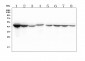 Anti-IDH1 Antibody Picoband™ (monoclonal, 16H7)