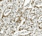 Anti-KAP1/TRIM28 Antibody Picoband™ (monoclonal, 3H2)