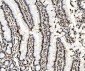 Anti-KAP1/TRIM28 Antibody Picoband™ (monoclonal, 3H2)