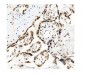 Anti-KAP1/TRIM28 Antibody Picoband™ (monoclonal, 3H2)