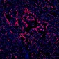 Anti-DDX5 Antibody Picoband™ (monoclonal, 3F9)