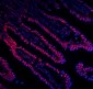 Anti-DDX5 Antibody Picoband™ (monoclonal, 3F9)