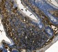 Anti-RENT1/hUPF1 Antibody Picoband™ (monoclonal, 11E7)