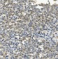 Anti-CCR2 Antibody Picoband™ (monoclonal, 8C4)