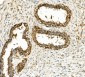 Anti-Hexokinase 1/HK1 Antibody Picoband™ (monoclonal, 2I4)