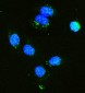 Anti-Hexokinase 1/HK1 Antibody Picoband™ (monoclonal, 4B7)