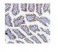 Anti-Hexokinase 1/HK1 Antibody Picoband™ (monoclonal, 4B7)