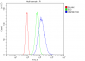 Anti-HSPB8/Hsp22 Antibody Picoband™ (monoclonal, 7D8)