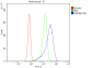 Anti-HSPB8/Hsp22 Antibody Picoband™ (monoclonal, 7D8)