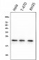Anti-HSPB8/Hsp22 Antibody Picoband™ (monoclonal, 7D8)