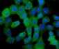 Anti-HSPB8/Hsp22 Antibody Picoband™ (monoclonal, 7D8)