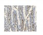 Anti-BubR1/BUB1B Antibody Picoband™ (monoclonal, 8B3)