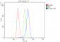 Anti-alpha 1 Catenin/CTNNA1 Antibody Picoband™ (monoclonal, 10I2)