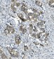 Anti-alpha 1 Catenin/CTNNA1 Antibody Picoband™ (monoclonal, 10I2)