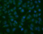 Anti-Thioredoxin 2/TXN2 Antibody Picoband™ (monoclonal, 7B5)