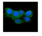 Anti-Thioredoxin 2/TXN2 Antibody Picoband™ (monoclonal, 4H3)