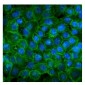Anti-P-Cadherin-3 CDH3-Antibody Picoband™ (monoclonal, 3C9)