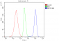 Anti-ZAP70 Antibody Picoband™ (monoclonal, 9D5)