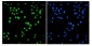 Anti-SMARCA2/BRM Antibody Picoband™ (monoclonal, 3G3)
