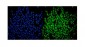 Anti-SMARCA2/BRM Antibody Picoband™ (monoclonal, 4E8)