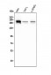 Anti-SMARCA2/BRM Antibody Picoband™ (monoclonal, 4E8)
